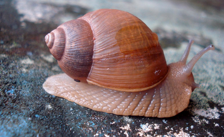 O caramujo é o hospedeiro intermediário do parasita transmissor da doença