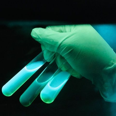 A amostra da água contaminada pela bactéria E. coli apresenta fluorescência ao ser exposta à luz UV