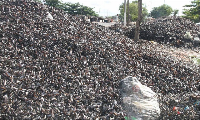 Cascas de Sururu deixadas às margens da Lagoa do Mundaú. Foto do documento 'A cada lata' do IABS