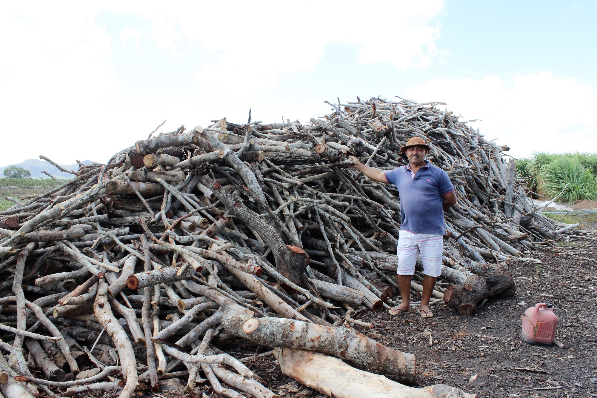 Carlos Lapa: madeira ainda é necessária ao processo
